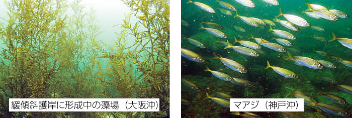 緩傾斜護岸に形成中の藻場（大阪沖）、マアジ（神戸沖）
